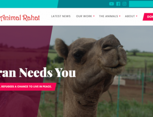 Custom WordPress Theme – Animal Rahat